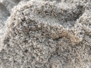 ভূঞাপুর বালু ঘাটের পরিষ্কার দানাদার মোটা বালু